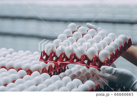 egg factory industry poultry conveyor production 66660665