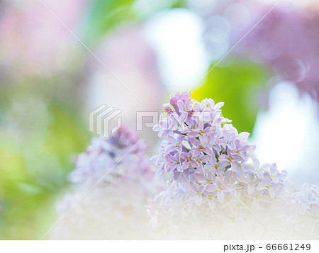 ふんわりかわいいライラックの花 66661249