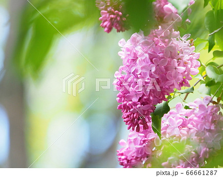かわいいライラックの花 66661287