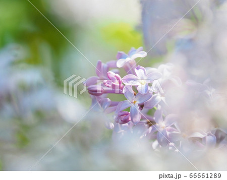 ふんわりかわいいライラックの花 ふんわりかわいいライラックの花 66661289
