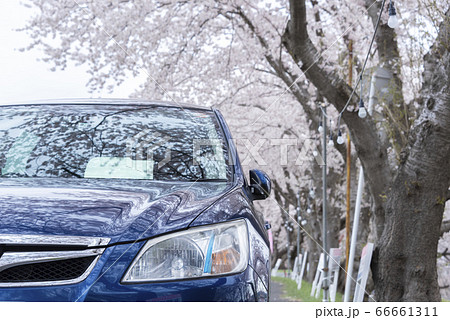 自動車と桜並木 自動車と桜並木 66661311