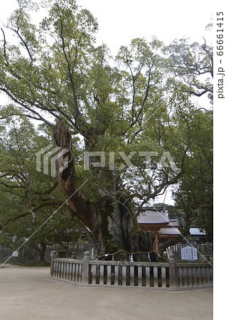 乎知命(オチノミコト)御手植えの楠（大山祇神社／愛媛県今治市大三島町宮浦） 66661415