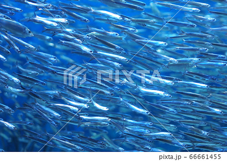 カタクチイワシの群れ 66661455