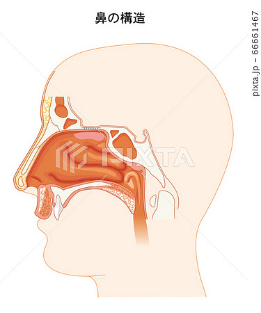 鼻の構造のイラスト素材