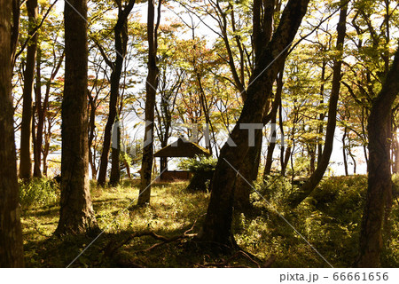 湖畔ふれあい園地　紅葉 66661656