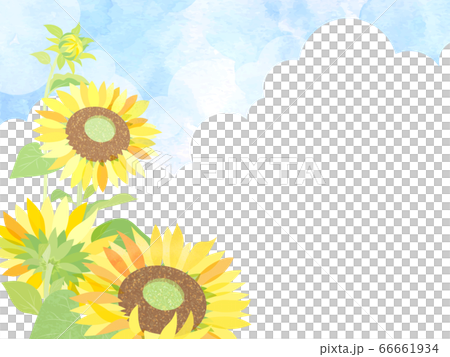 sunflower sunflower 66661934