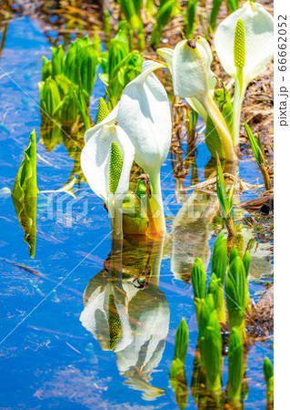 初夏の栂池の水芭蕉とリフレクション　【長野県】 66662052