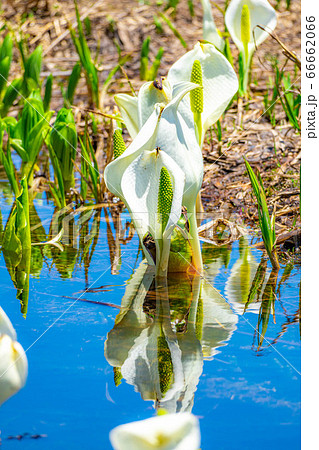 初夏の栂池の水芭蕉とリフレクション　【長野県】 66662066