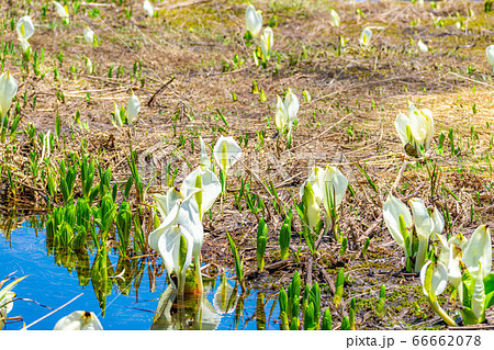 初夏の栂池の水芭蕉とリフレクション 【長野県】 初夏の栂池の水芭蕉とリフレクション 【長野県】 66662078