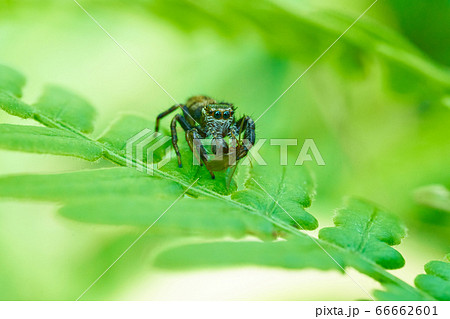 葉っぱの上に小さな蜘蛛が。お食時中のハエトリグモでした。の写真素材
