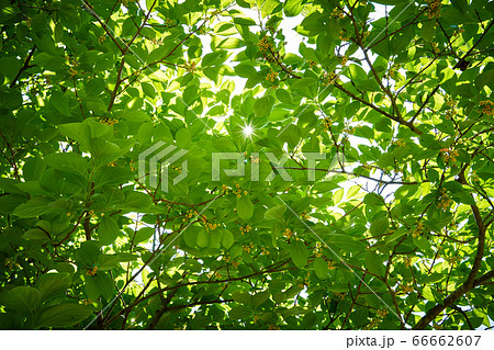 小さなマメガキの小さな小さな花。 66662607