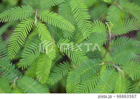 カワラケツメイの葉っぱ 66663567