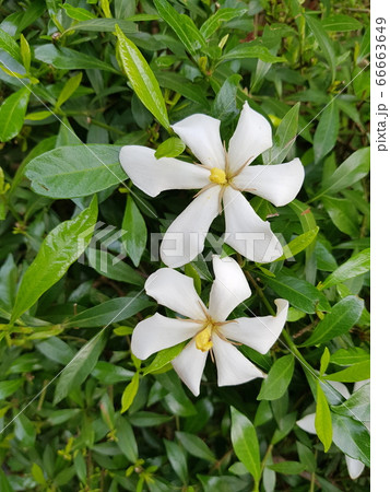 夏の花 染色 66663649