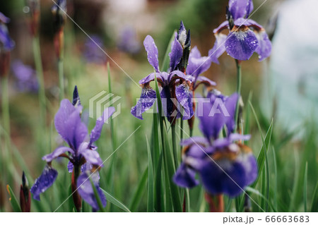 Iris versicolo or purple iris is known as the Blue Flag, Harlequin Blueflag, Larger Blue Flag, Northern Blue Flag Iris versicolo or purple iris is known as the Blue Flag, Harlequin Blueflag, Larger Blue Flag, Northern Blue Flag 66663683