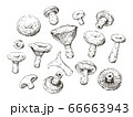 old vintage red pine mushroom retro sketch set 66663943