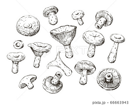old vintage red pine mushroom retro sketch set old vintage red pine mushroom retro sketch set 66663943