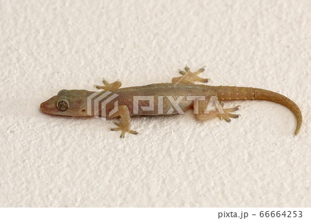 Lizard isolated on wall background 66664253