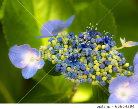 朝日を浴びた額紫陽花 66664294