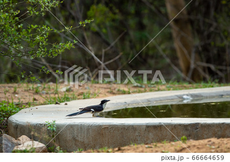 Jacobin cuckoo or pied cuckoo or the pied crested cuckoo or Clamator jacobinus at one of waterhole at jhalana forest reserve jaipur rajasthan india 66664659