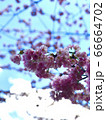 桜 66664702