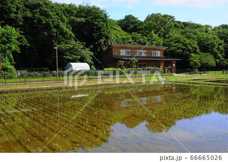 6月　国立29里山･武蔵野の原風景･立川崖線(青柳段丘) 66665026