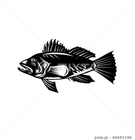Black Sea Bass or Asian Sea Bass Side View Retro 66665190