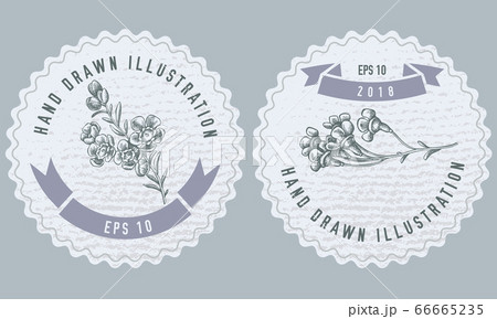 Monochrome labels design with illustration of wax flower 66665235