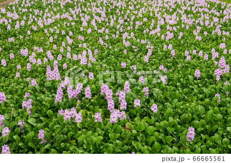 本薬師寺跡 布袋葵 本薬師寺跡 布袋葵 66665561