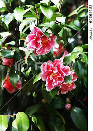 椿 光源氏の花 椿 光源氏の花 66665582