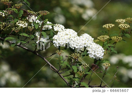 コデマリの花咲く 66665607