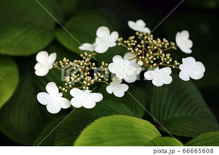 咲き始めた、ヤブデマリの花 66665608