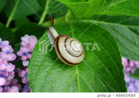 カタツムリ：オナジマイマイ科 ：ミスジマイマイ：アジサイの葉 66665689