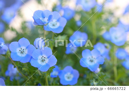 綺麗に咲くネモフィラの花 綺麗に咲くネモフィラの花 66665722