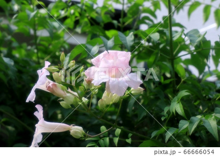梅雨の木の花：ウスピンク：ノウゼンカズラ 66666054