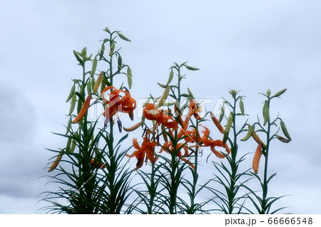 球根の花:オニユリ:雨上がりの淀川河川敷 球根の花:オニユリ:雨上がりの淀川河川敷 66666548