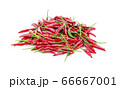 red chilli isolated on white background 66667001