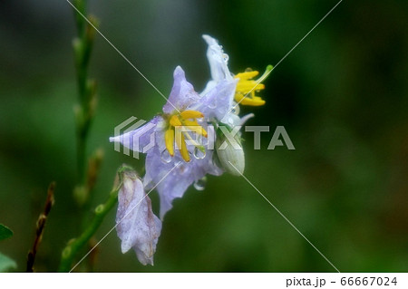 野の花:ワルナスの花:雨上がりの淀川河川敷 野の花:ワルナスの花:雨上がりの淀川河川敷 66667024