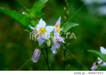 野の花：ワルナスの花：雨上がりの淀川河川敷 66667055