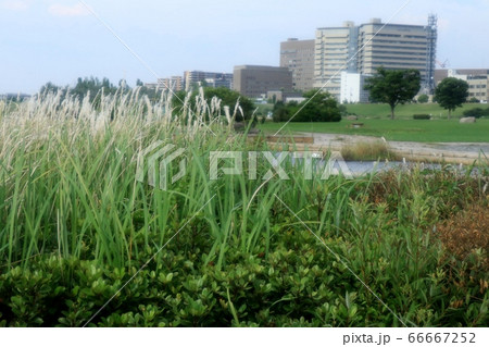 野の草:ちがや(茅萱)いね科ちがや属:淀川の土手 野の草:ちがや(茅萱)いね科ちがや属:淀川の土手 66667252