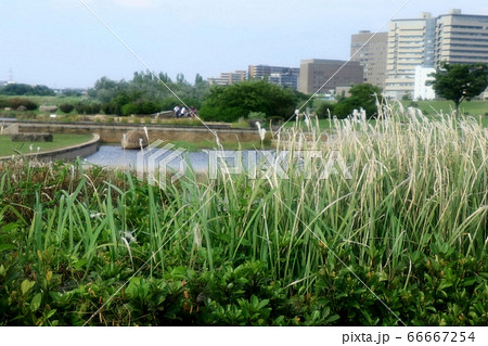 野の草：ちがや（茅萱）いね科ちがや属：淀川の土手 66667254