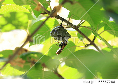 アシナガバチ アシナガバチ 66667288