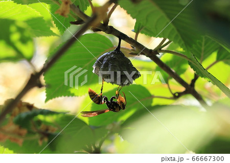 アシナガバチ アシナガバチ 66667300