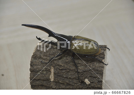 ヘラクレスオオカブト 66667826