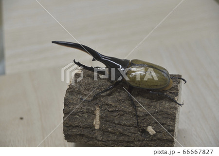 ヘラクレスオオカブト 66667827