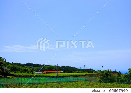 静岡県富士市の大淵笹場の風景、茶園畑と夏空【6月】 66667940