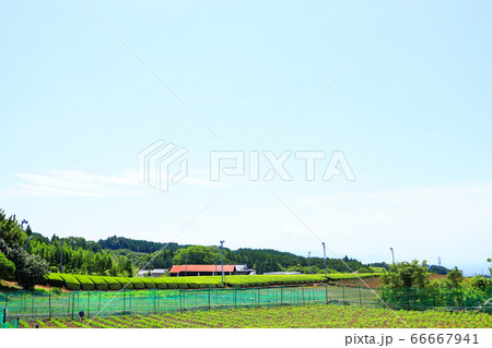 静岡県富士市の大淵笹場の風景、茶園畑と夏空【6月】 静岡県富士市の大淵笹場の風景、茶園畑と夏空【6月】 66667941