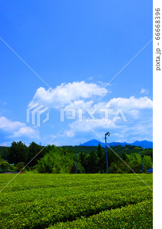 静岡県富士市の大淵笹場の風景、茶園畑と夏空【6月】 66668396