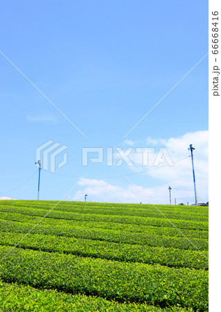 静岡県富士市の大淵笹場の風景、茶園畑と夏空【6月】 静岡県富士市の大淵笹場の風景、茶園畑と夏空【6月】 66668416