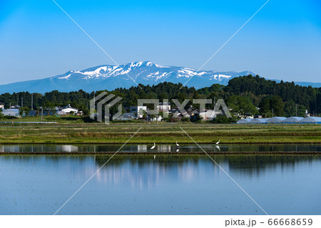 水田と残雪駒姿の水鏡の栗駒山 水田と残雪駒姿の水鏡の栗駒山 66668659