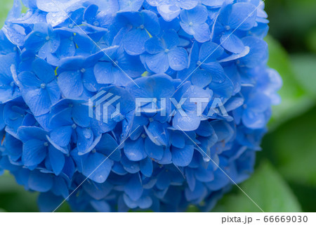 雨に濡れた紫陽花 青色 雨に濡れた紫陽花 青色 66669030